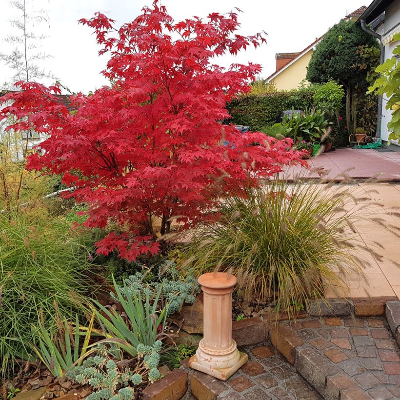 Fächerahorn Osakazuki - Acer palmatum (Plant habit)