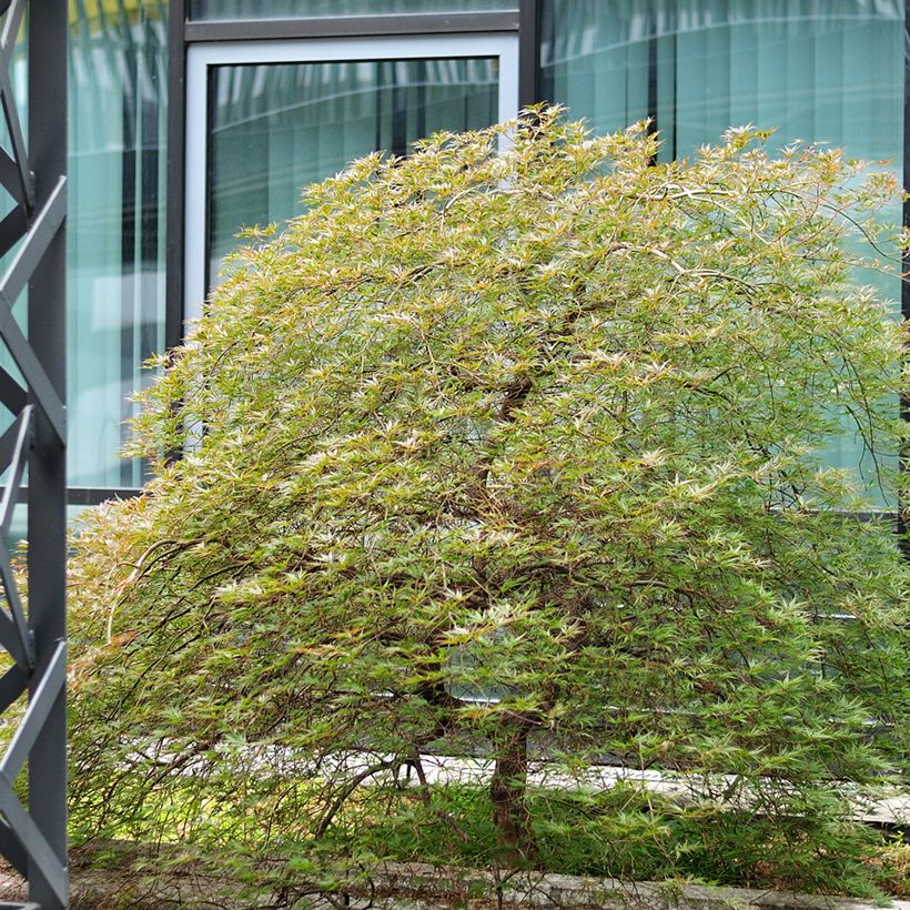 Fächerahorn Seiryu - Acer palmatum (Plant habit)