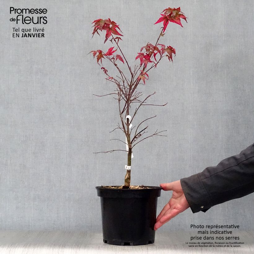 Example of Fächerahorn Shindeshojo - Acer palmatum Topf mit 7,5L/10L as you get in hiver
