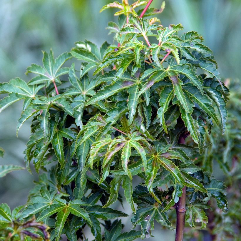 Fächerahorn Shishigashira - Acer palmatum (Foliage)