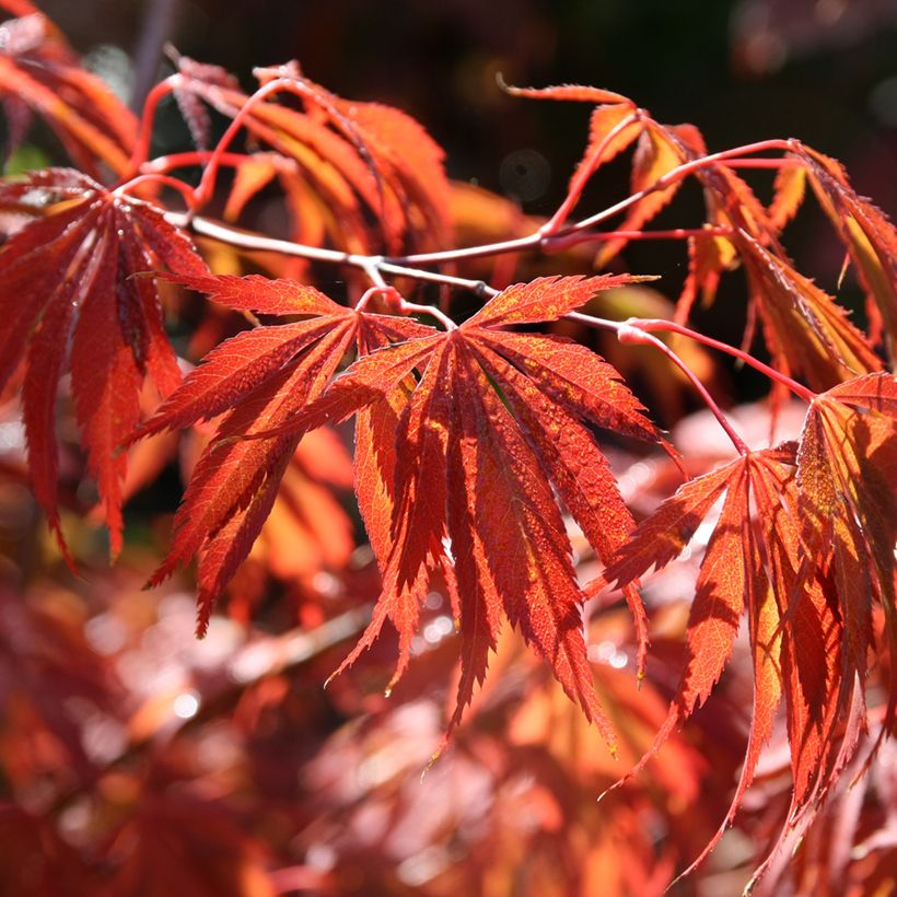 Fächerahorn Trompenburg - Acer palmatum (Foliage)