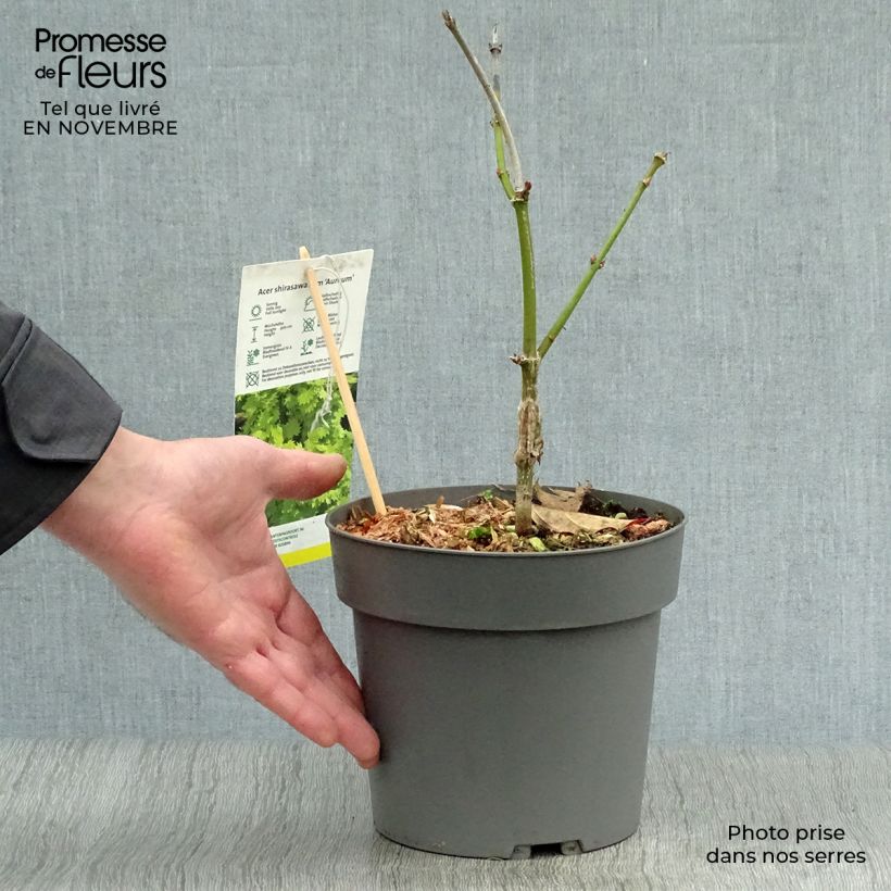 Example of Érable du Japon - Acer shirasawanum Aureum Pot de 3L/4L as you get in automne