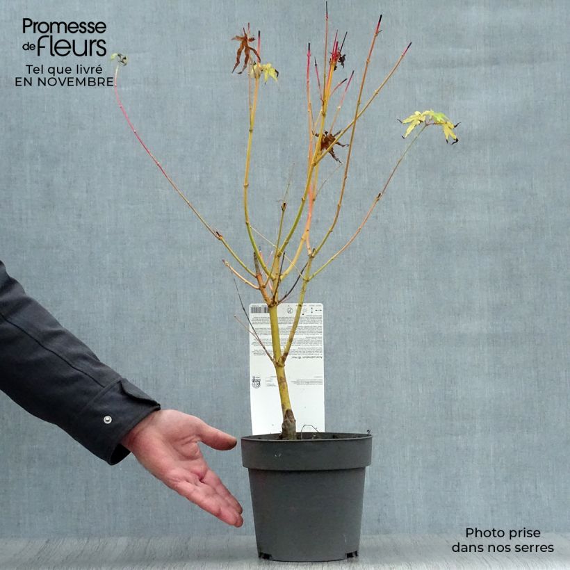 Example of Fächerahorn Bi Hoo - Acer palmatum Topf mit 2L/3L as you get in automne