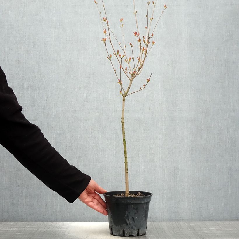 Exemplar von Feuer-Ahorn - Acer tataricum subsp. ginnala Topf mit 2L/3L wie im Frühjahr geliefert