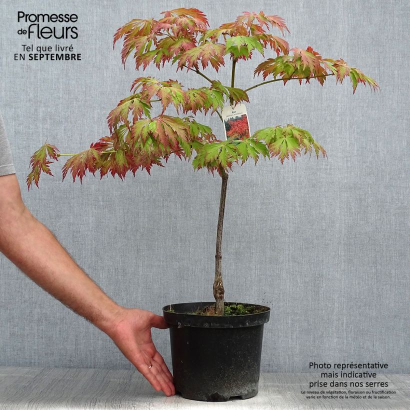 Example of Japanischer Ahorn Aconitifolium - Acer japonicum Topf mit 4L/5L as you get in automne