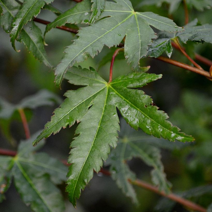 Fächerahorn - Acer palmatum (Foliage)