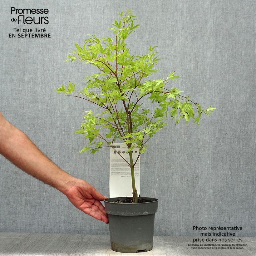 Example of Fächerahorn Anne Irene - Acer palmatum Topf mit 2L/3L as you get in automne