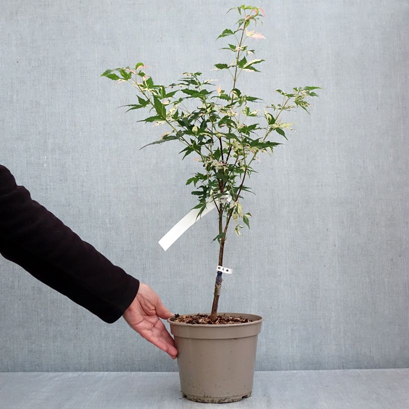 Exemplar von Fächerahorn Asahi Zuru - Acer palmatum Topf mit 4L/5L wie im Herbst geliefert