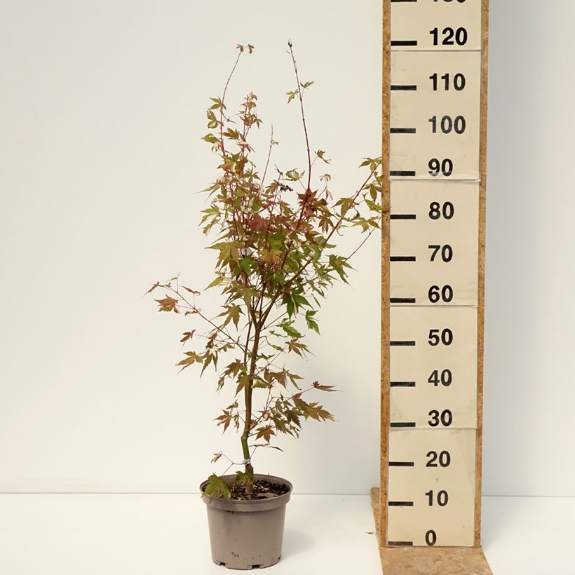 Example of Fächerahorn Asahi Zuru - Acer palmatum Topf mit 4L/5L as you get in ete