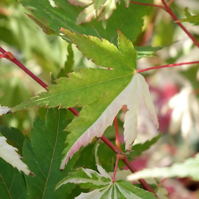 Fächerahorn Asahi Zuru - Acer palmatum (Foliage)