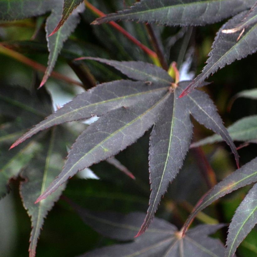 Fächerahorn Atropurpureum - Acer palmatum (Foliage)