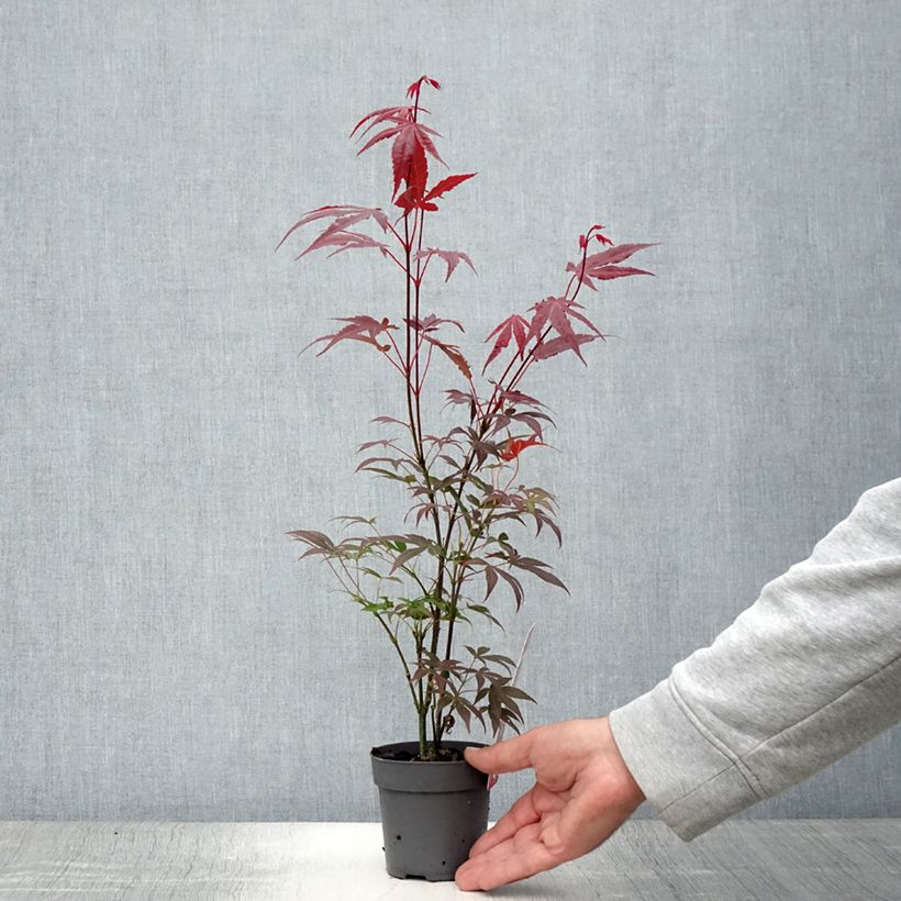 Example of Fächerahorn Atropurpureum - Acer palmatum Topf 10 cm/11cm as you get in ete