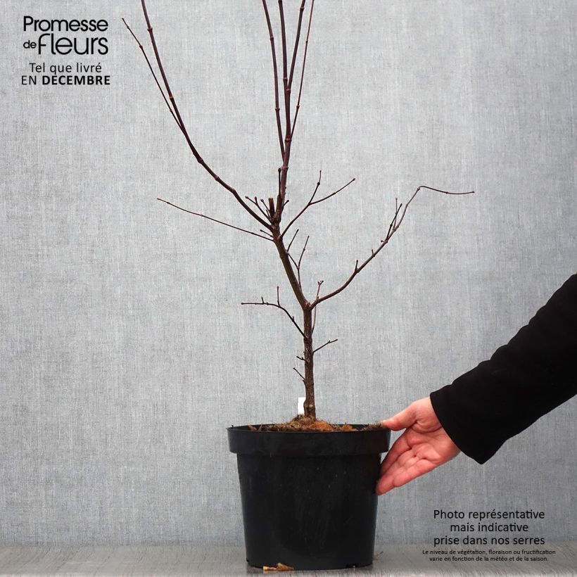 Example of Fächerahorn Atropurpureum - Acer palmatum Topf mit 4L/5L as you get in automne