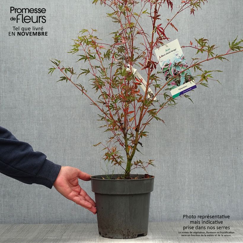 Example of Fächerahorn Beni Shichihenge - Acer palmatum Topf mit 3L/4L as you get in automne