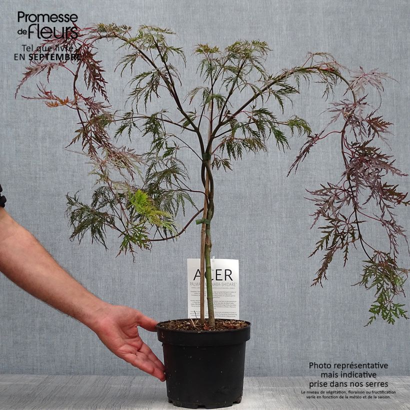 Example of Fächerahorn Bloodgood - Acer palmatum Topf mit 3L/4L as you get in automne