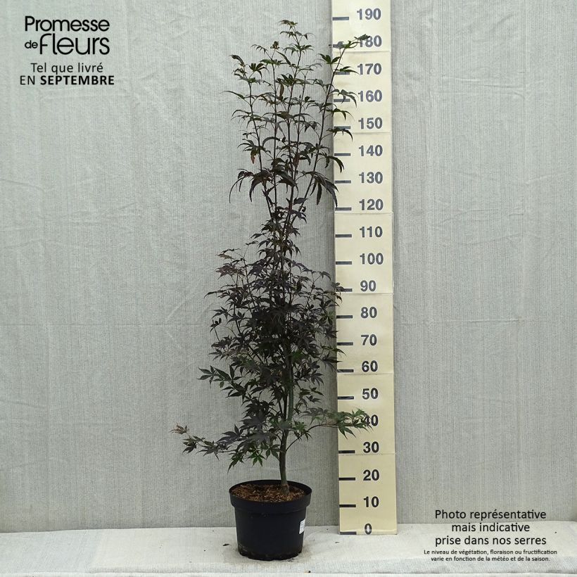 Example of Fächerahorn Bloodgood - Acer palmatum Topf mit 7,5L/10L as you get in automne