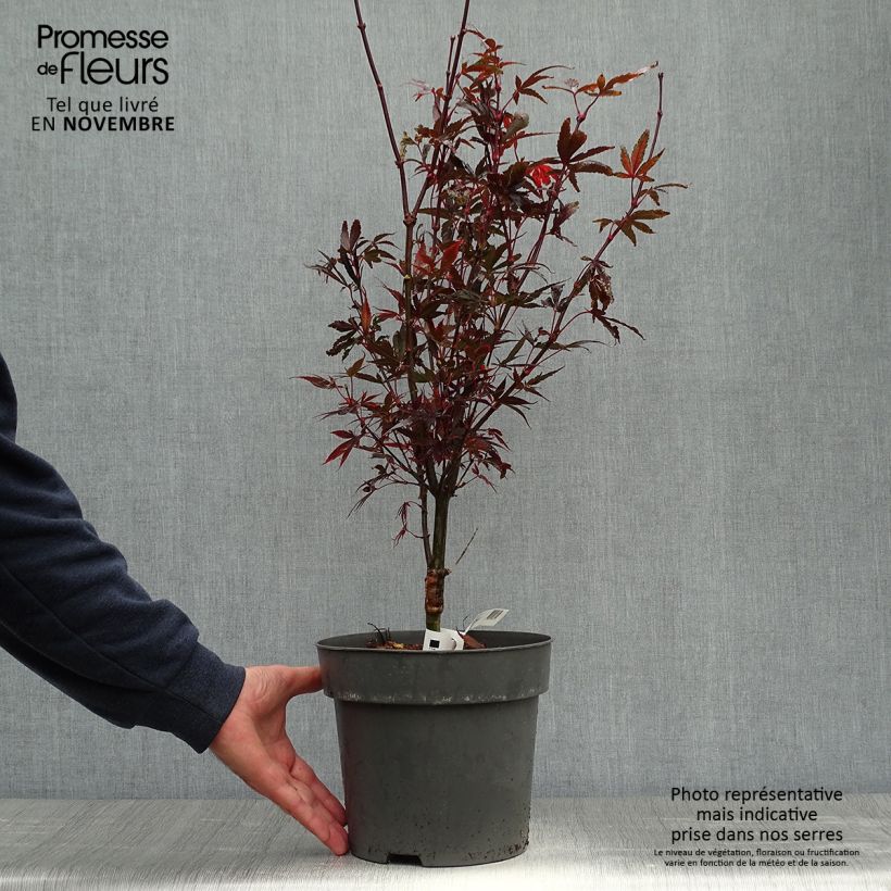 Example of Fächerahorn Brandt’s Dwarf - Acer palmatum Topf mit 4L/5L as you get in automne