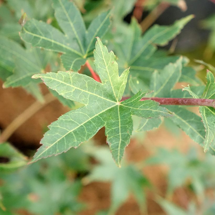 Fächerahorn Brown Sugar - Acer palmatum (Foliage)