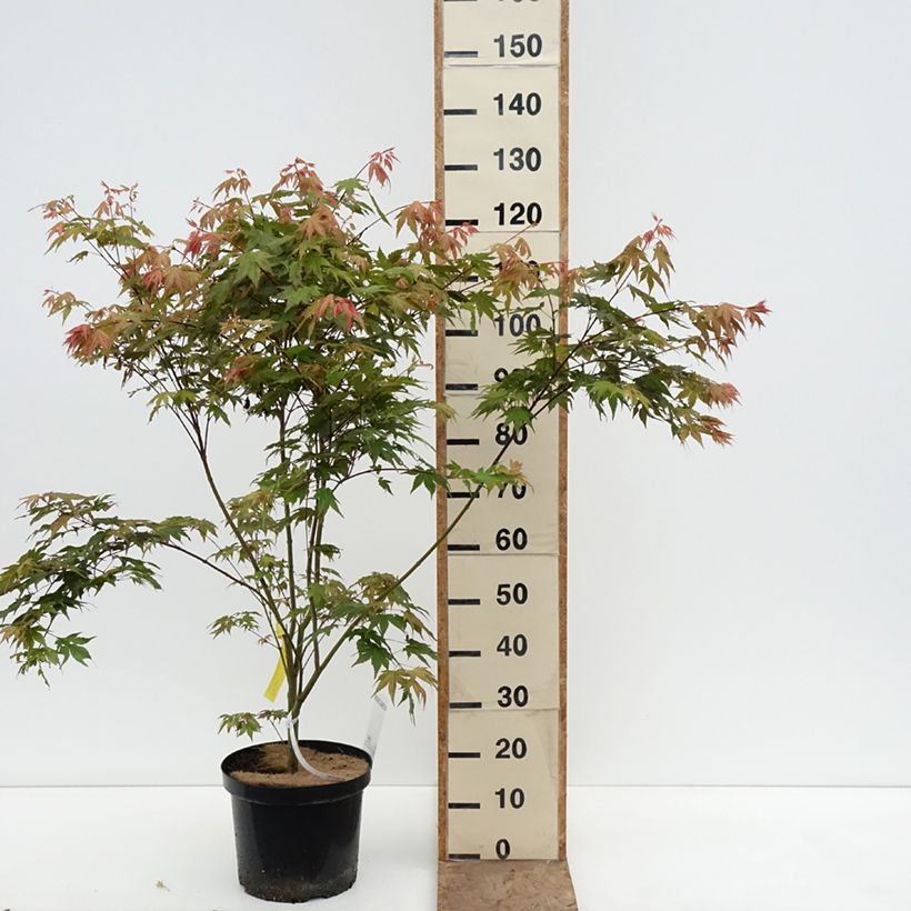 Exemplar von Fächerahorn Brown Sugar - Acer palmatum Topf mit 7,5L/10L wie im Frühjahr geliefert