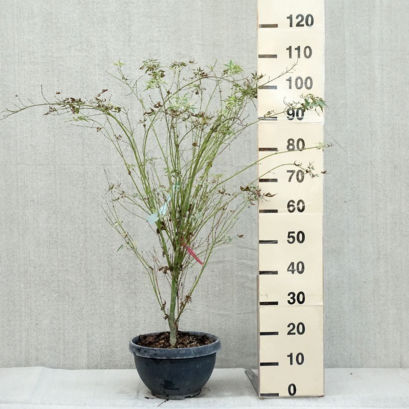 Example of Fächerahorn Butterfly - Acer palmatum Topf mit 7,5L/10L as you get in automne