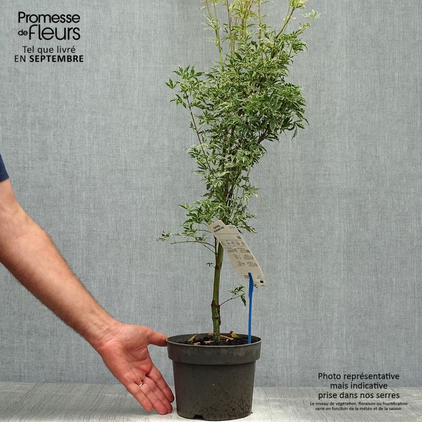 Example of Fächerahorn Butterfly - Acer palmatum Topf mit 2L/3L as you get in automne