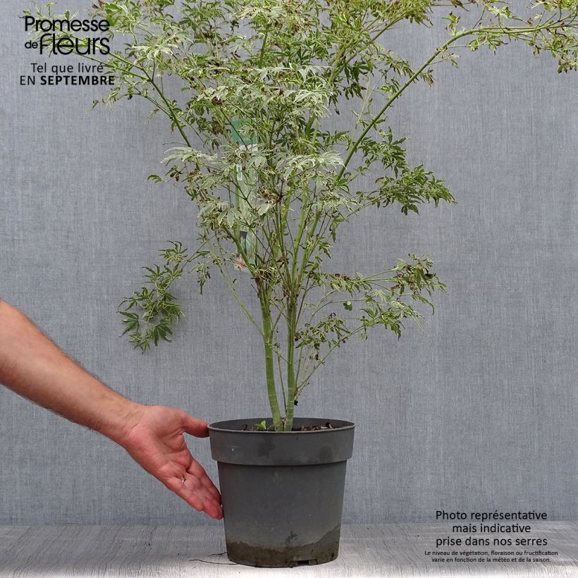 Example of Fächerahorn Butterfly - Acer palmatum Topf mit 4L/5L as you get in automne
