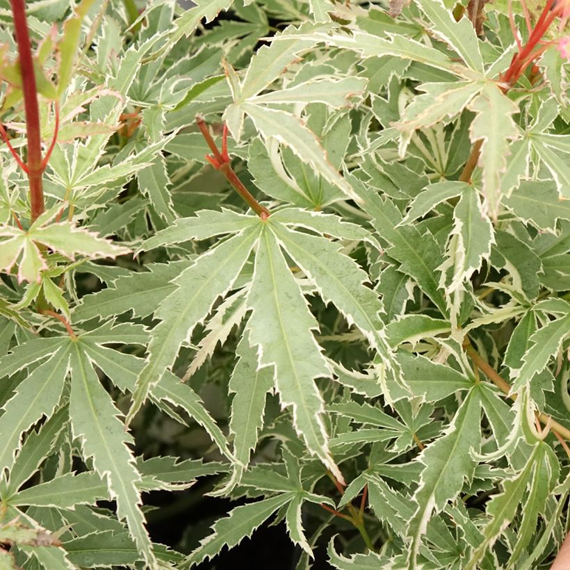 Fächerahorn Butterfly - Acer palmatum (Foliage)