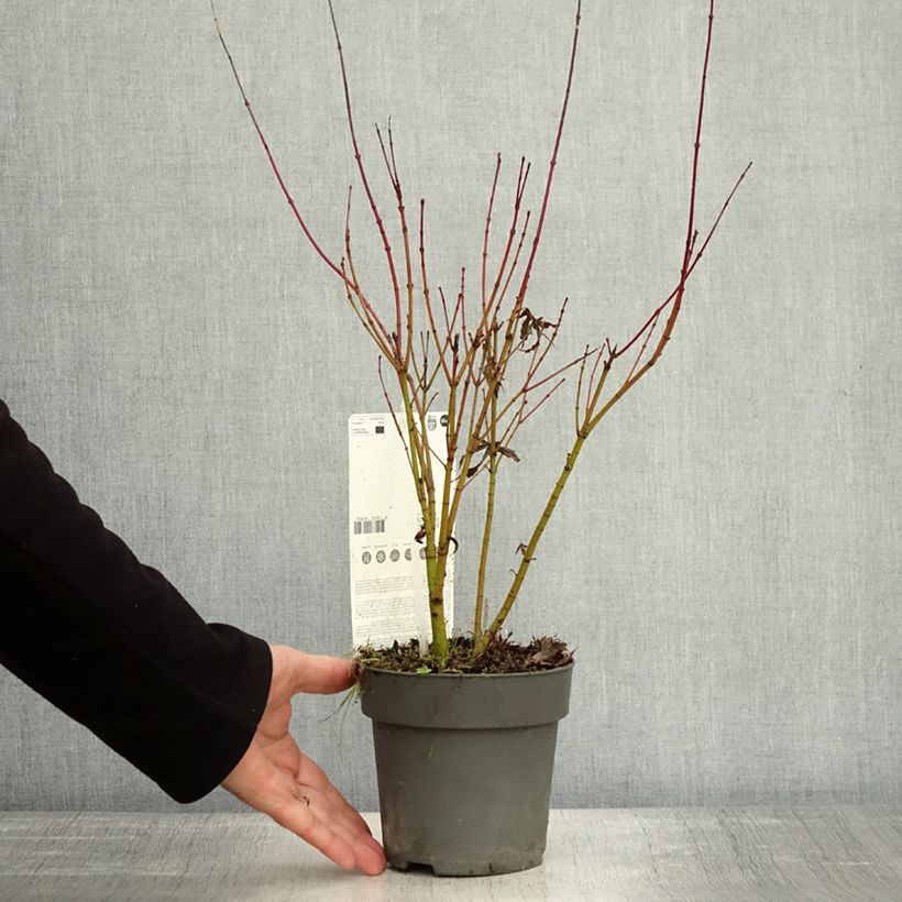 Example of Fächerahorn Butterfly - Acer palmatum Topf mit 1L/1,5L as you get in automne