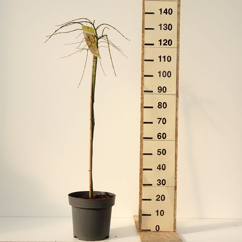 Exemplar von Fächerahorn  Cascade Citrine - Acer palmatum Topf mit 12L/15L wie im Winter geliefert