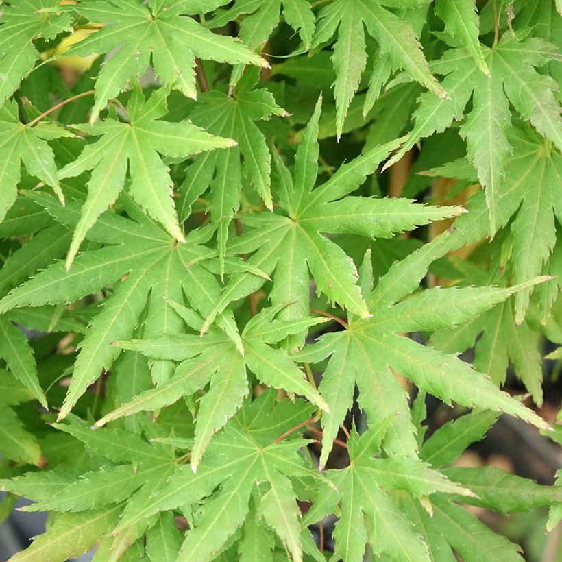 Fächerahorn Cascade Citrine - Acer palmatum (Foliage)