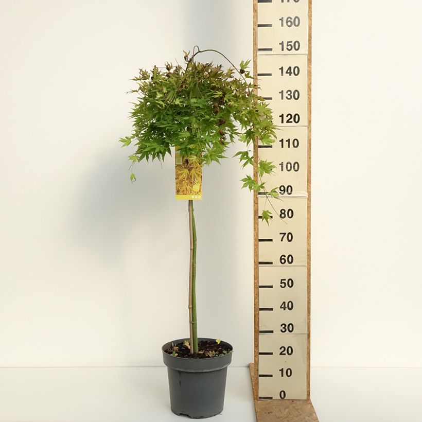 Example of Fächerahorn  Cascade Citrine - Acer palmatum Topf mit 12L/15L as you get in ete