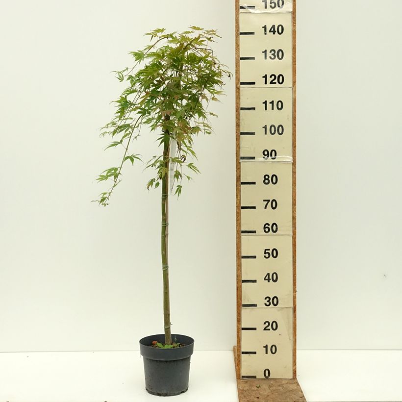 Exemplar von Fächerahorn Cascade Emerald - Acer palmatum Topf mit 6L/7L, Halbstamm wie im Sommer geliefert