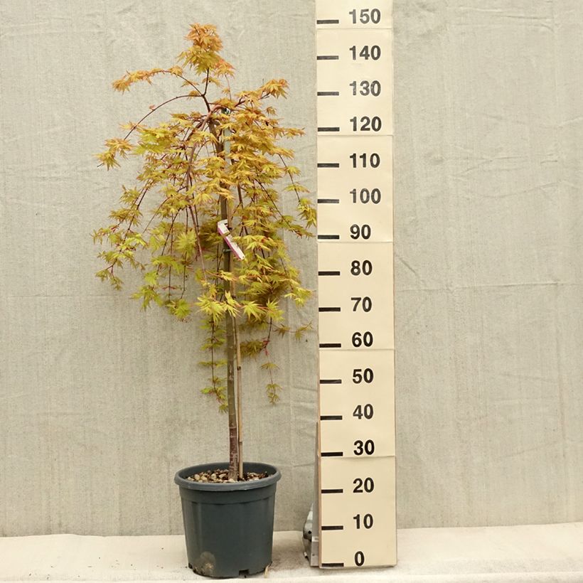 Exemplar von Fächerahorn Cascade Gold - Acer palmatum Topf mit 12L/15L wie im Frühjahr geliefert