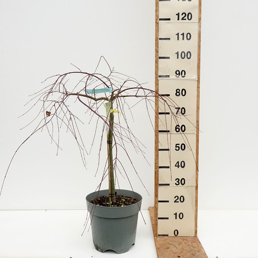Exemplar von Fächerahorn Cascade Gold - Acer palmatum Topf mit 12L/15L wie im Herbst geliefert