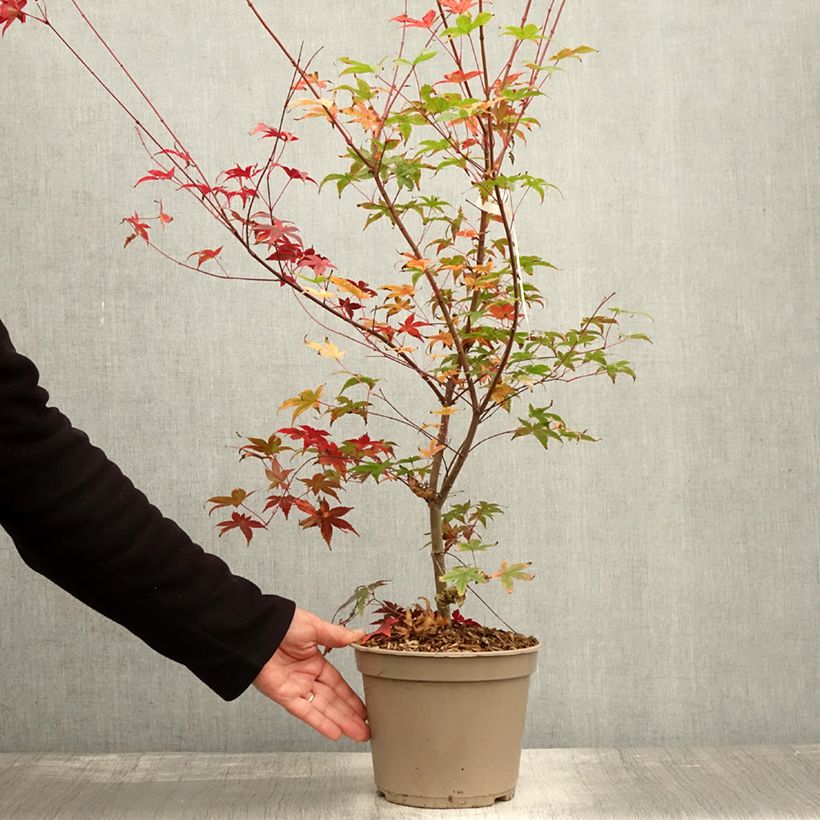 Example of Fächerahorn Deshojo - Acer palmatum Topf mit 4L/5L as you get in automne