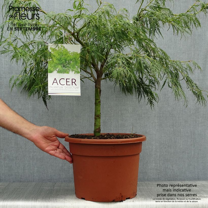 Example of Fächerahorn Dissectum - Acer palmatum Topf mit 7,5L/10L as you get in automne