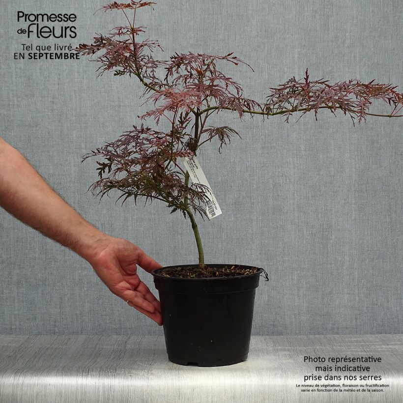 Example of Fächerahorn Dissectum Garnet - Acer palmatum Topf mit 3L/4L as you get in automne