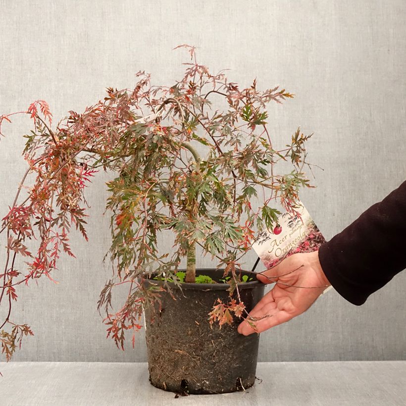 Exemplar von Fächerahorn Dissectum Orangeola - Acer palmatum Topf mit 7,5L/10L wie im Herbst geliefert
