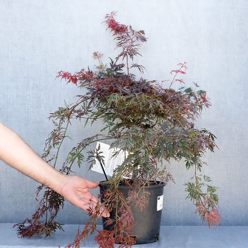 Example of Fächerahorn Dissectum Orangeola - Acer palmatum Topf mit 7,5L/10L as you get in ete