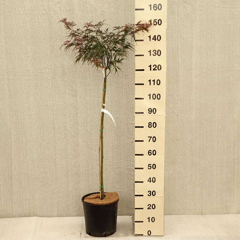 Example of Fächerahorn Dissectum Tamukeyama - Acer palmatum Topf mit 7,5L/10L as you get in automne
