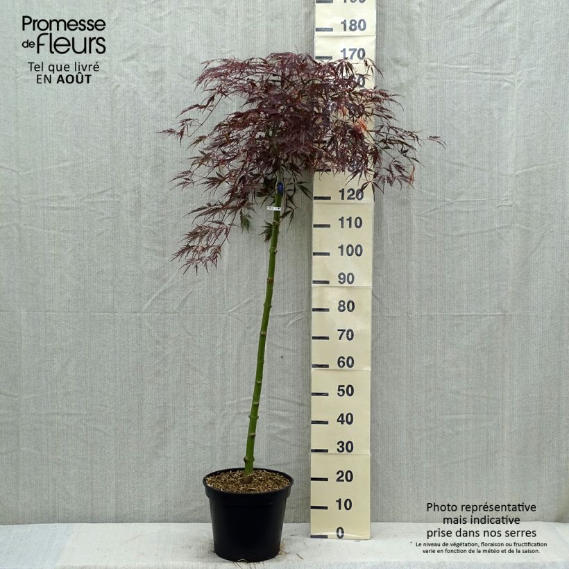 Exemplar von Fächerahorn Dissectum Tamukeyama - Acer palmatum Topf mit 7,5L/10L wie im Sommer geliefert