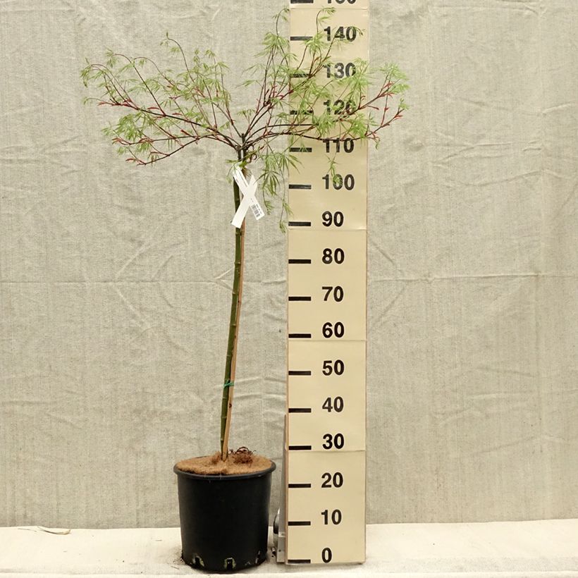 Exemplar von Fächerahorn Dissectum Tamukeyama - Acer palmatum Topf mit 7,5L/10L wie im Frühjahr geliefert