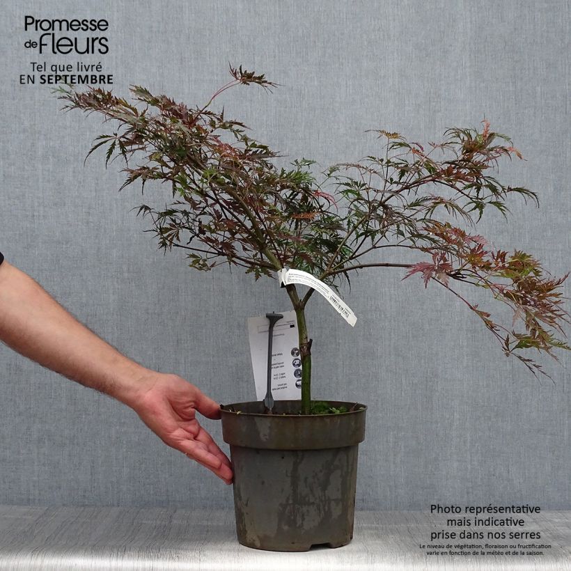 Example of Fächerahorn Dissectum Tamukeyama - Acer palmatum Topf mit 4L/5L as you get in automne