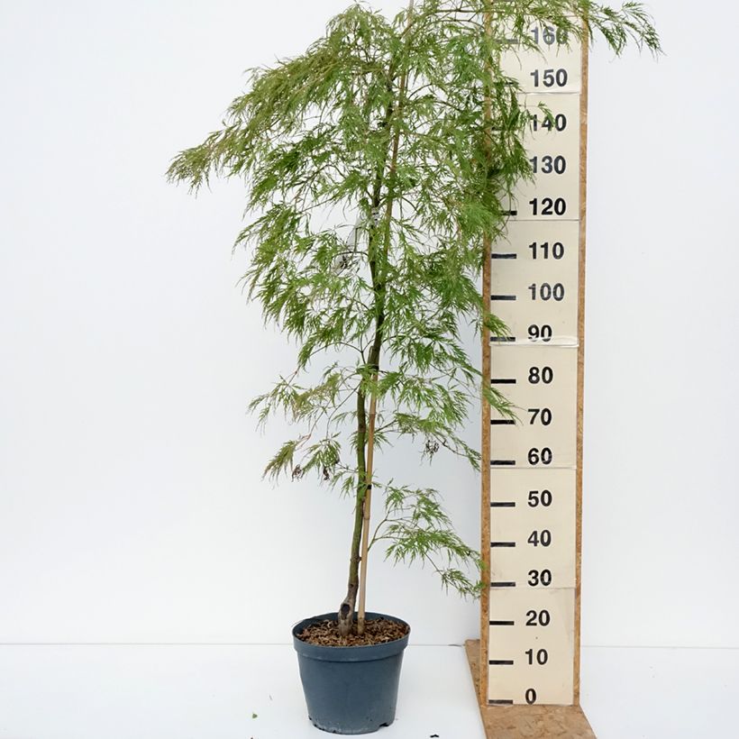 Exemplar von Fächerahorn Dissectum Viridis - Acer palmatum Topf mit 12L/15L wie im Herbst geliefert