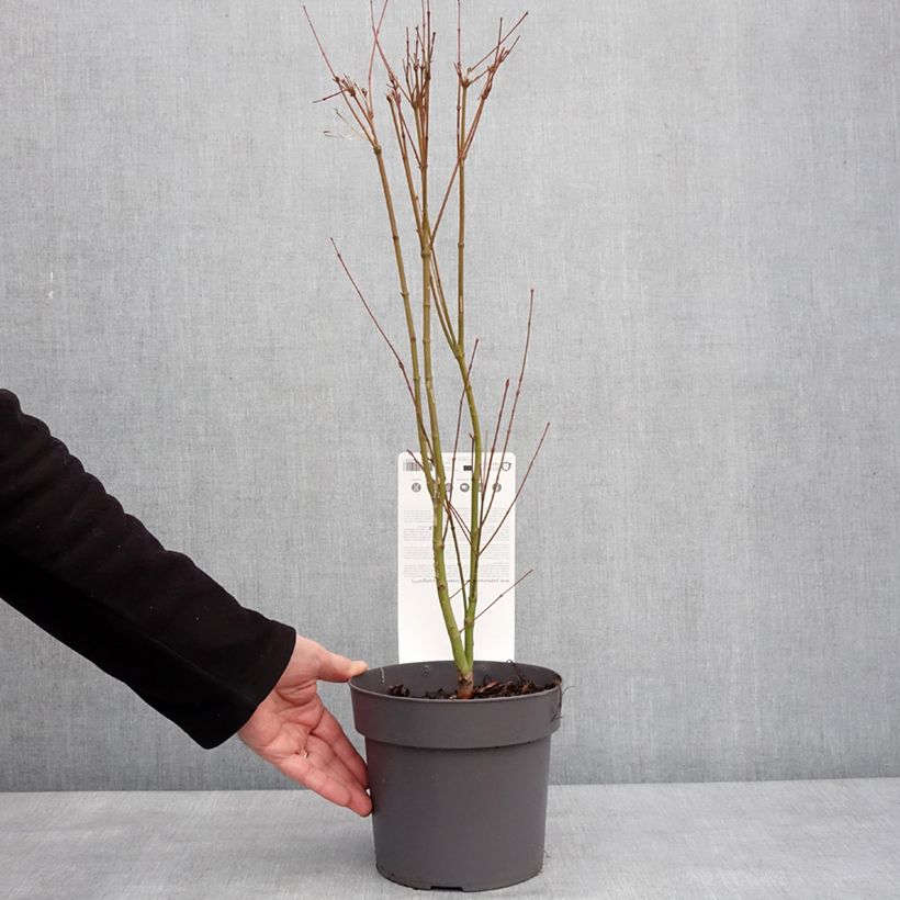 Exemplar von Fächerahorn Going Green - Acer palmatum Topf mit 3L/4L wie im Winter geliefert