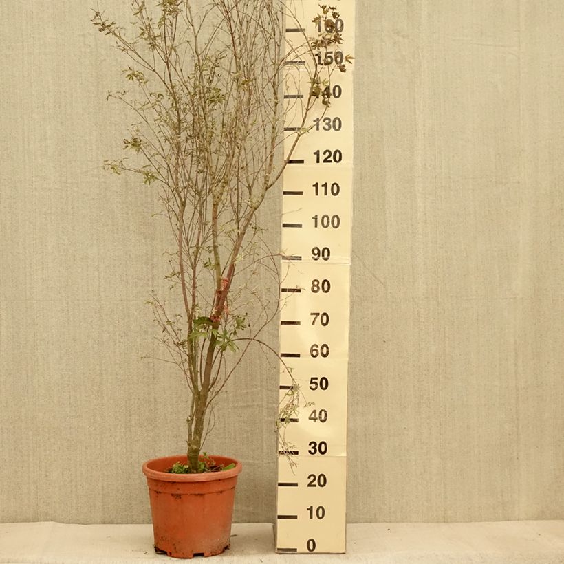 Example of Fächerahorn Kagiri-nishiki - Acer palmatum Topf mit 7,5L/10L as you get in automne
