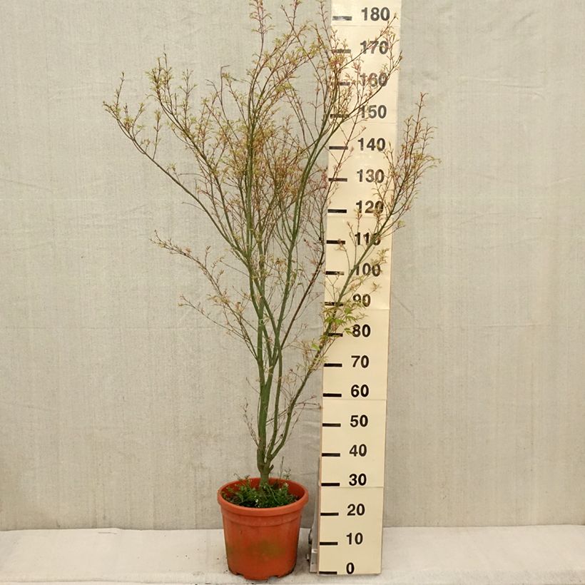 Exemplar von Fächerahorn Kagiri-nishiki - Acer palmatum Topf mit 7,5L/10L wie im Frühjahr geliefert