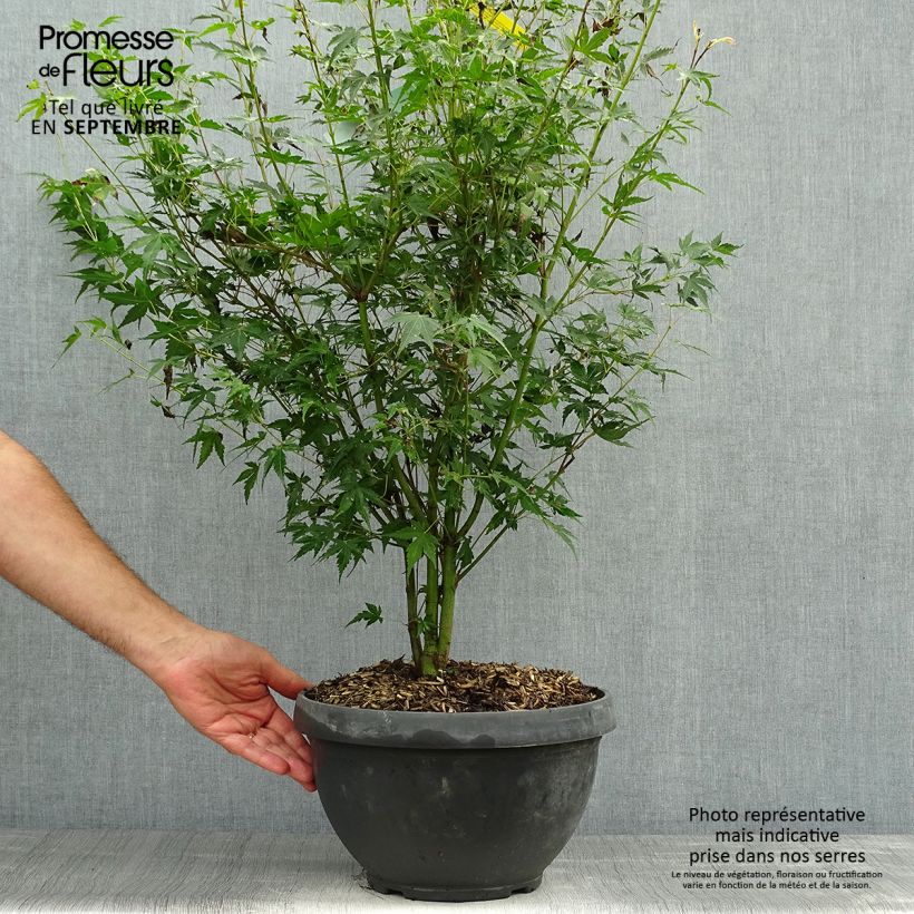 Example of Fächerahorn Katsura - Acer palmatum Becher 7,5L / 10L as you get in automne