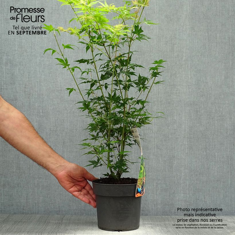 Example of Fächerahorn Katsura - Acer palmatum Topf mit 2L/3L as you get in automne