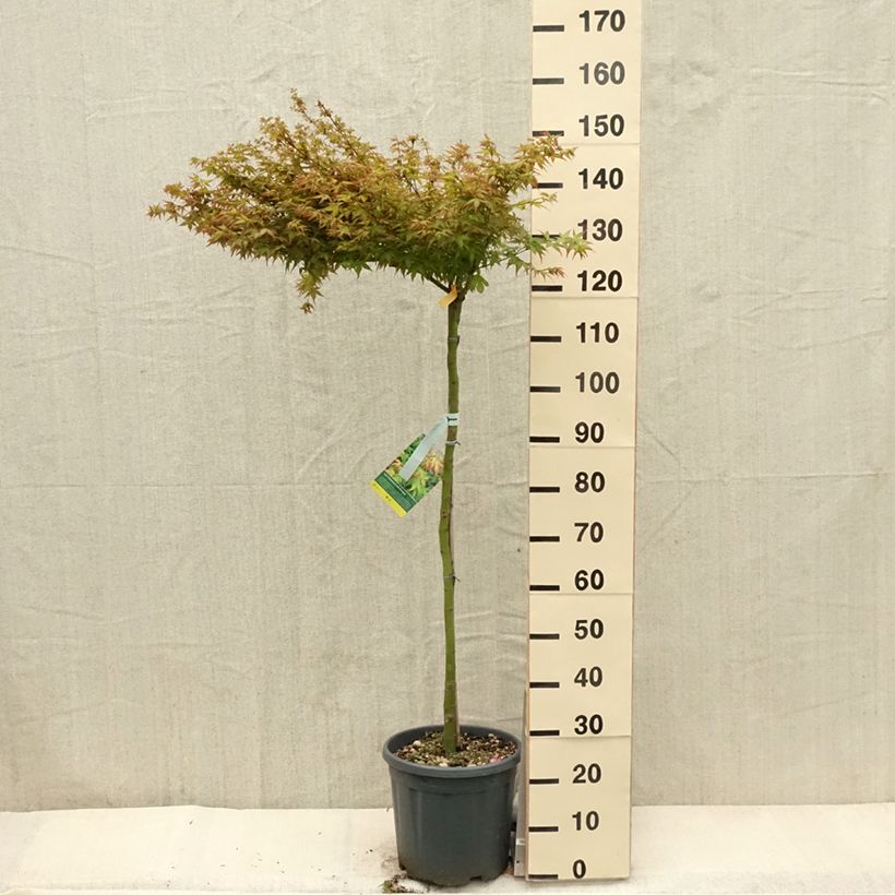 Example of Fächerahorn Little Princess - Acer palmatum Topf mit 12L/15L as you get in printemps